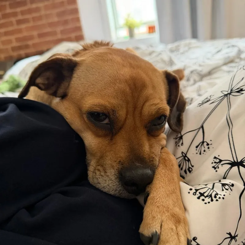 An adult small-sized female Mixed Breed dog named Penelope for adoption in New York, NY