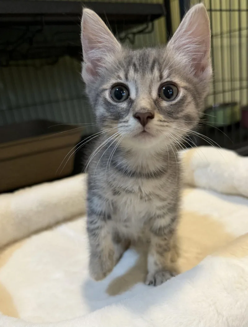A baby medium-sized male Domestic Short Hair cat named Koffee Kake for adoption in Trenton, NJ