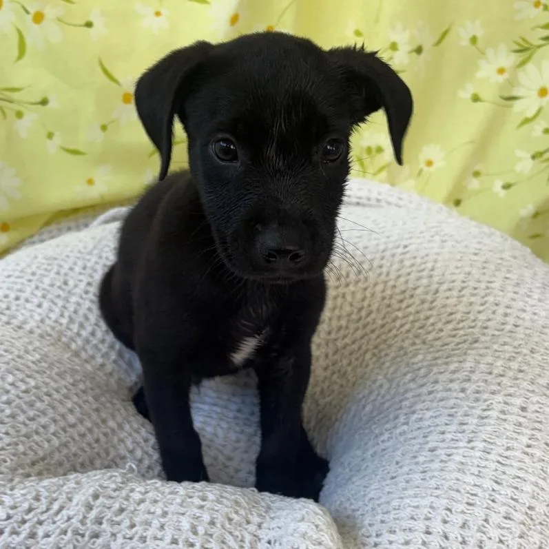 A baby small-sized male Black Mixed Breed dog named Zeus for adoption in West Olive, MI