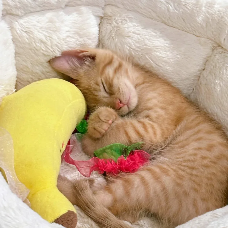 A baby small-sized female Tabby (Orange / Red) Domestic Short Hair cat named Tootsie & Rollo for adoption in Yorba Linda, CA
