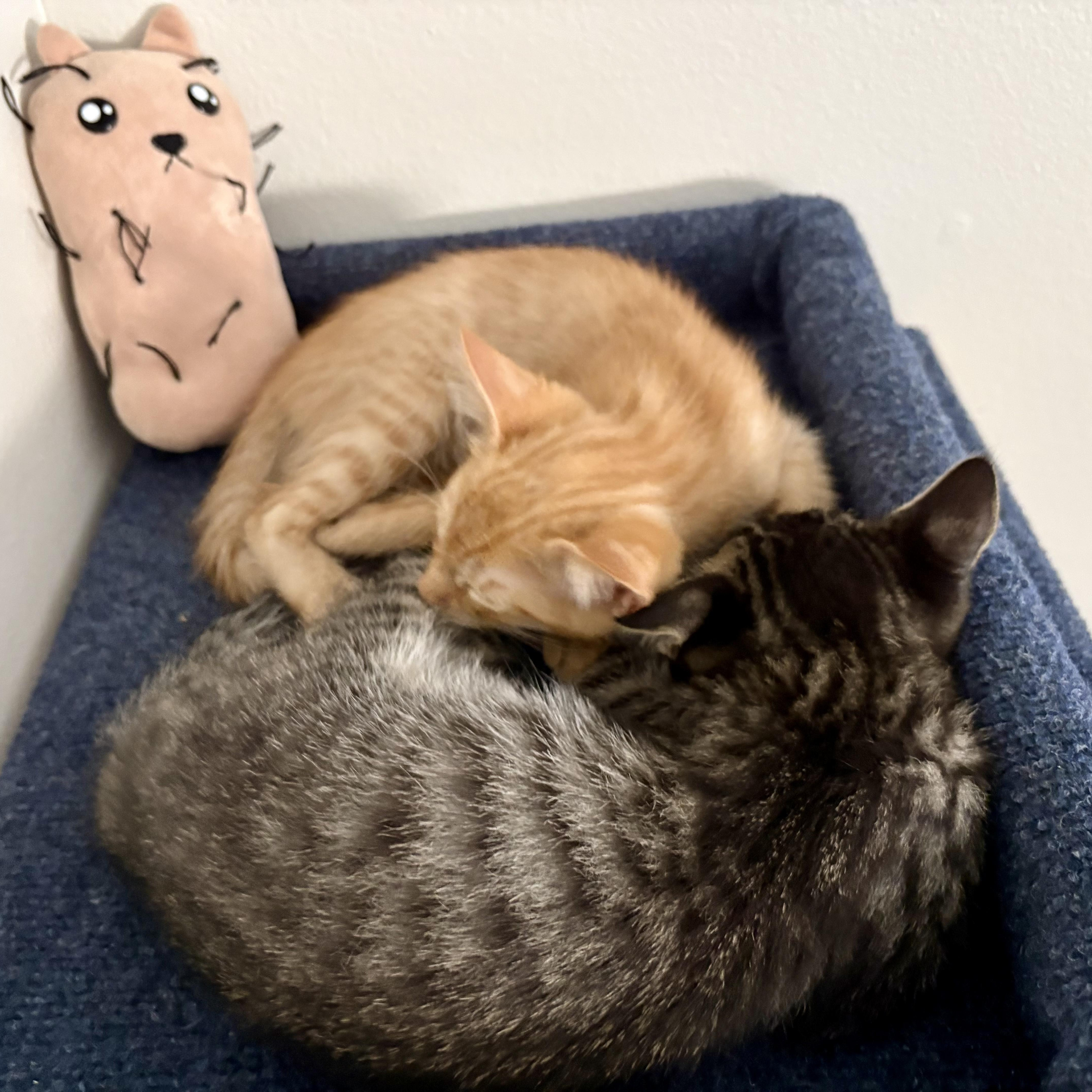 Tootsie & Rollo thumbnail 6