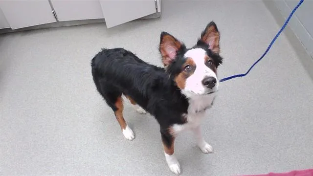 A young medium-sized male Australian Shepherd dog named Zeus for adoption in Omaha, NE