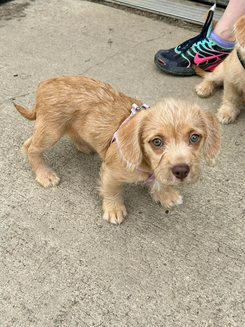 A baby medium-sized female Red / Chestnut / Orange Terrier dog named Lois for adoption in Brunswick, OH