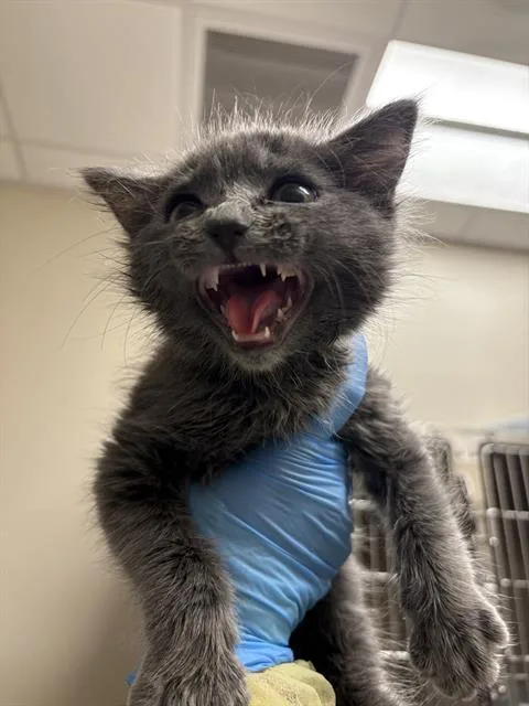 A baby small-sized male Domestic Medium Hair cat named Mooose for adoption in Las Vegas, NV