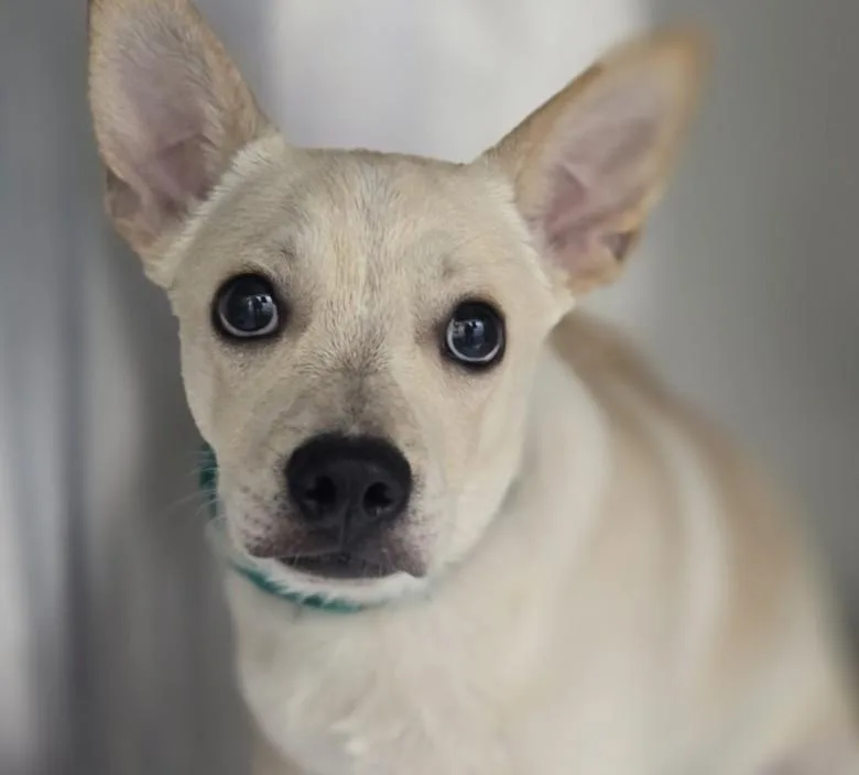 A young small-sized male Chihuahua dog named Teefs for adoption in Los Angeles, CA