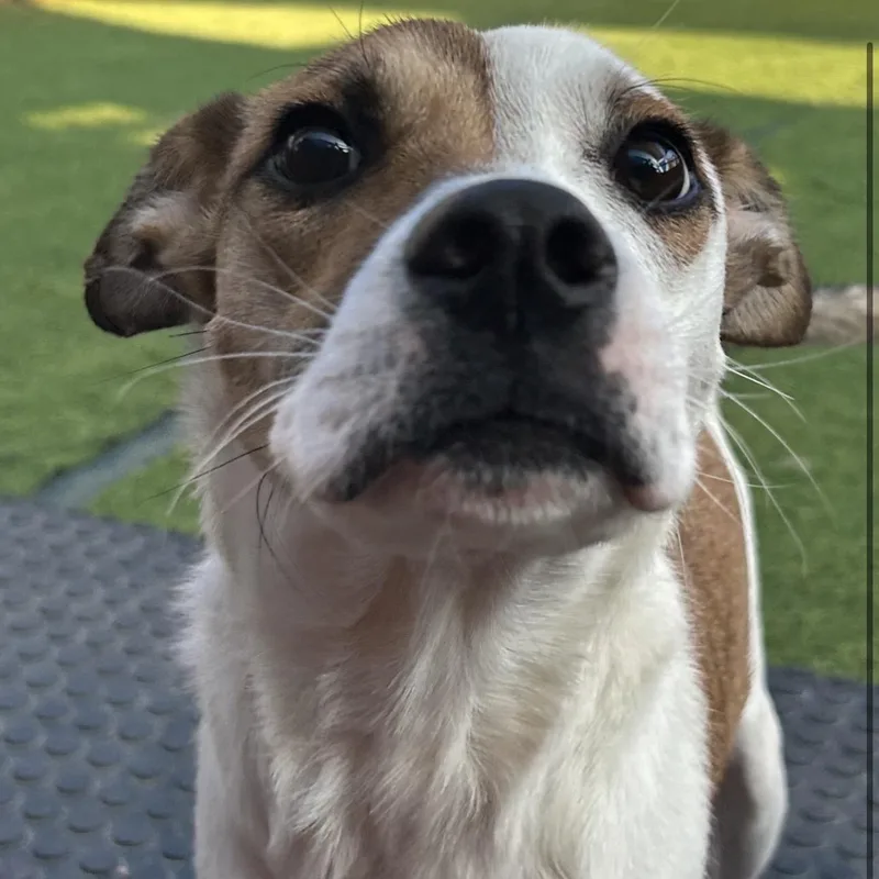 Biscotti thumbnail 3