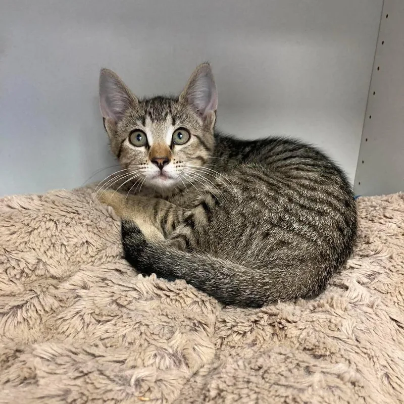 A baby small-sized male Brown / Chocolate Domestic Short Hair cat named Ford for adoption in Duncan, OK