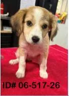 A baby medium-sized female Mixed Breed dog named Whimsy for adoption in Largo, FL