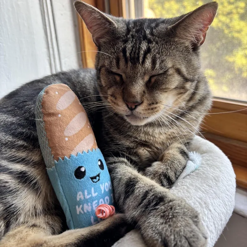 An adult large-sized male Brown / Chocolate Domestic Short Hair cat named Kenzo for adoption in Middle Village, NY
