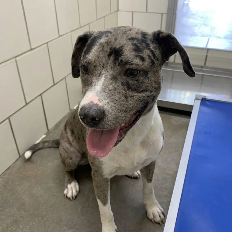 A young medium-sized male Catahoula Leopard Dog dog named Fletcher for adoption in Austin, TX