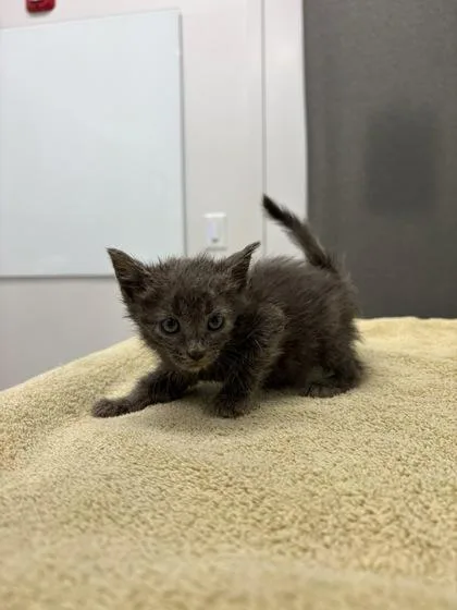 A baby small-sized female Gray / Blue / Silver Domestic Short Hair cat named Virginia for adoption in Kansas City, MO