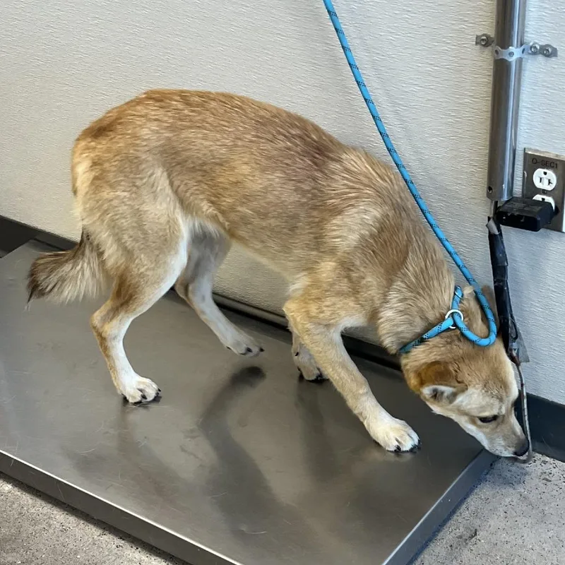 A young medium-sized female Yellow / Tan / Blond / Fawn Mixed Breed dog named Tilly for adoption in Las Cruces, NM