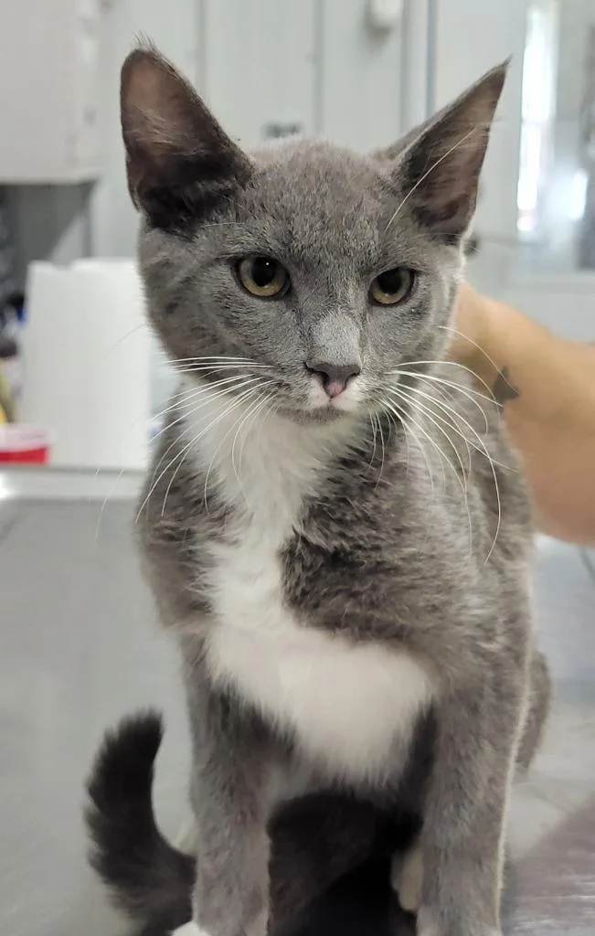 A baby small-sized male Domestic Short Hair cat named Jupiter for adoption in Hillsdale, IN