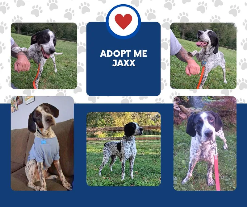 An adult medium-sized male White / Cream English Pointer dog named Jaxx for adoption in Bridgeton, NJ