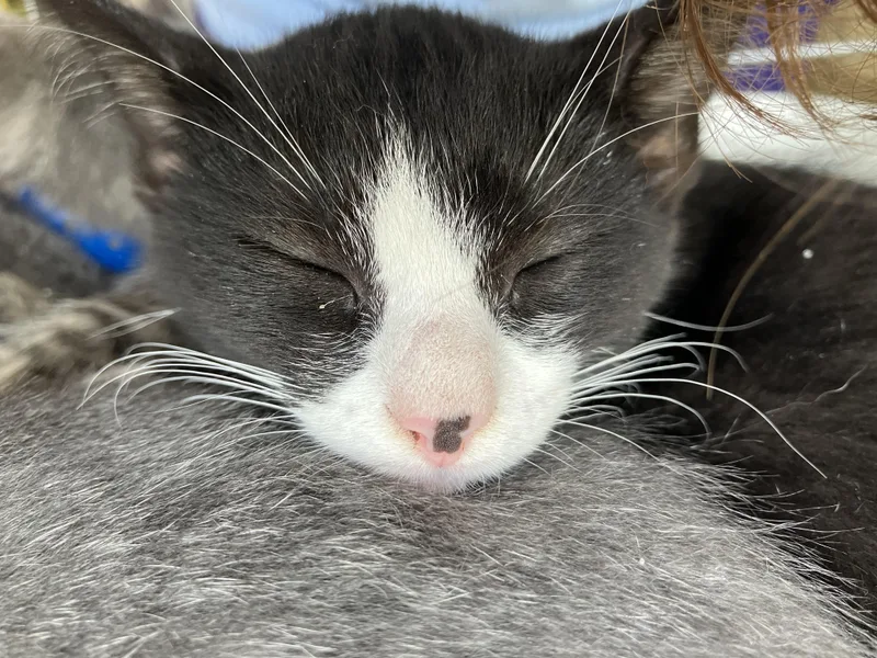 A baby medium-sized male Black & White / Tuxedo Domestic Short Hair cat named Duke for adoption in Parma, OH