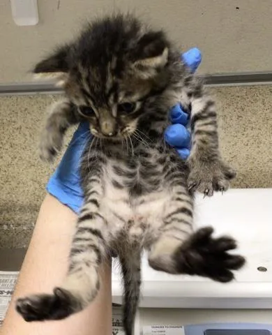 A young small-sized male Domestic Short Hair cat named Andy for adoption in Riverside, CA