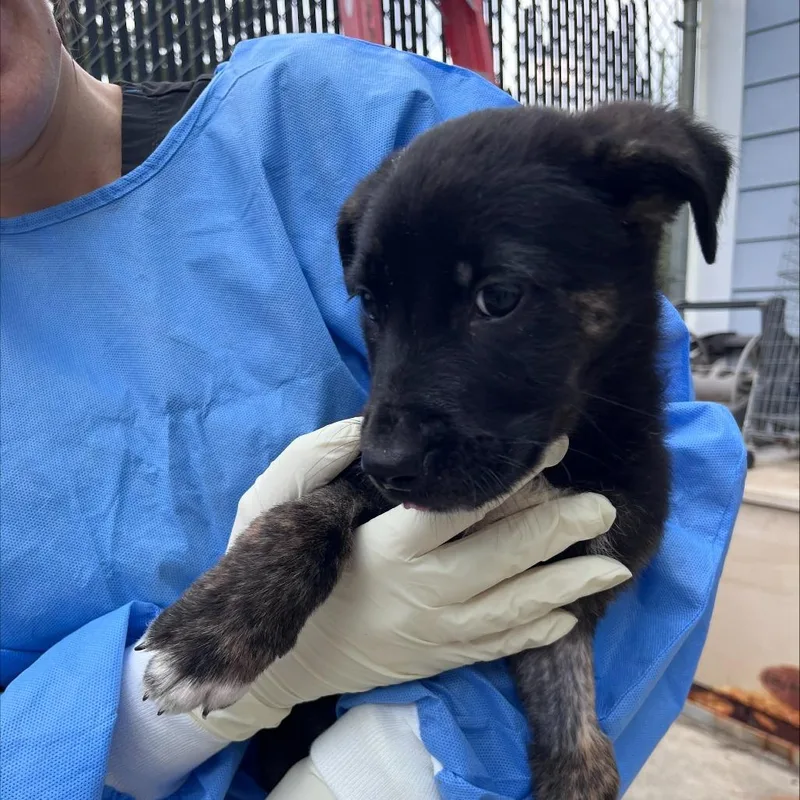 A young small-sized male Black Mixed Breed dog named Brock for adoption in New York, NY