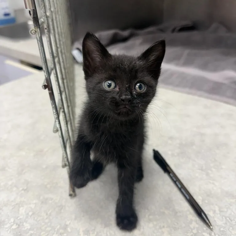 A baby medium-sized male Black Domestic Short Hair cat named Coffee Shop Litter for adoption in Oconto, WI