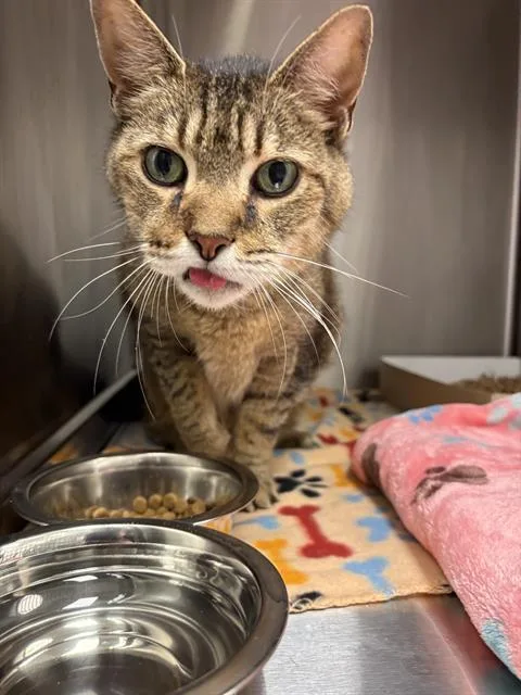 A senior large-sized male Domestic Short Hair cat named Spencer for adoption in Indianapolis, IN