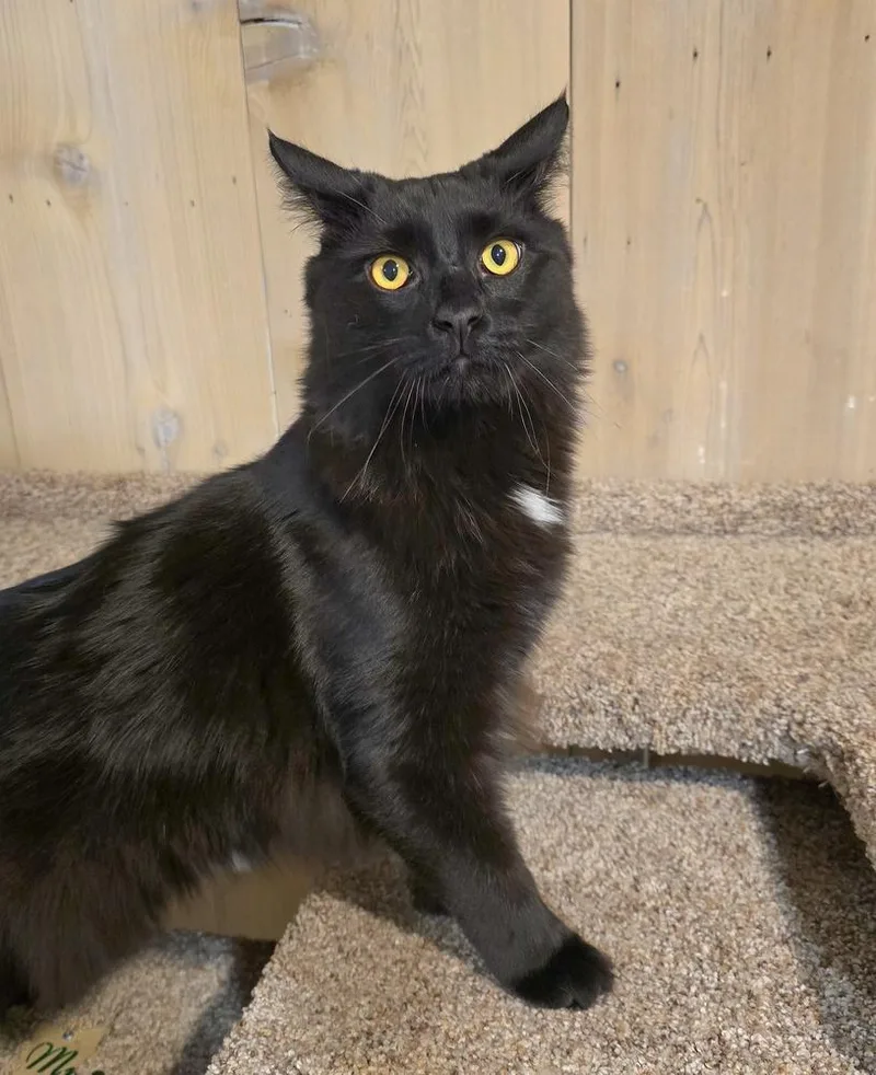 An adult large-sized male Black Maine Coon cat named Ace for adoption in Vancouver, WA
