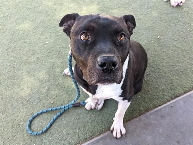 An adult large-sized male Pit Bull Terrier dog named Cowboy for adoption in Phoenix, AZ