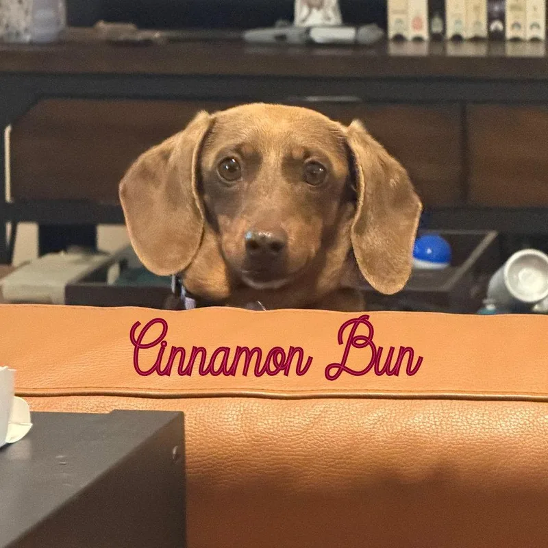 A young medium-sized female Dachshund dog named Cinnamon Bun for adoption in San Antonio, TX