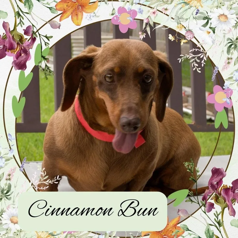 Cinnamon Bun thumbnail 2
