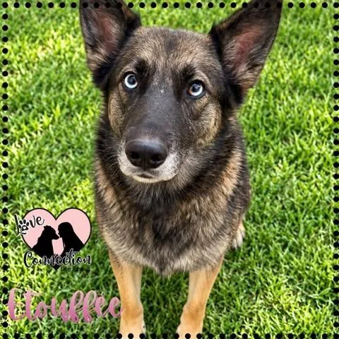 A young medium-sized female Golden Shepherd dog named Etouffee for adoption in Gilbert, AZ