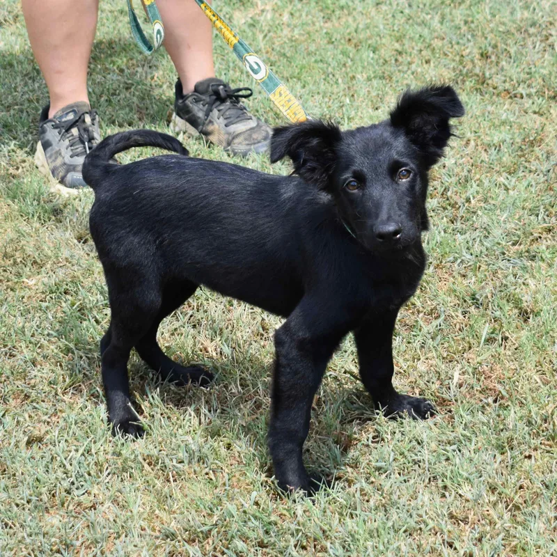 A baby medium-sized male Black Mixed Breed dog named Hooch for adoption in Searcy, AR