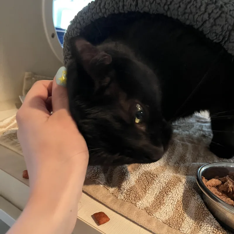 An adult medium-sized female Black Domestic Short Hair cat named Crescent for adoption in Salisbury, MA