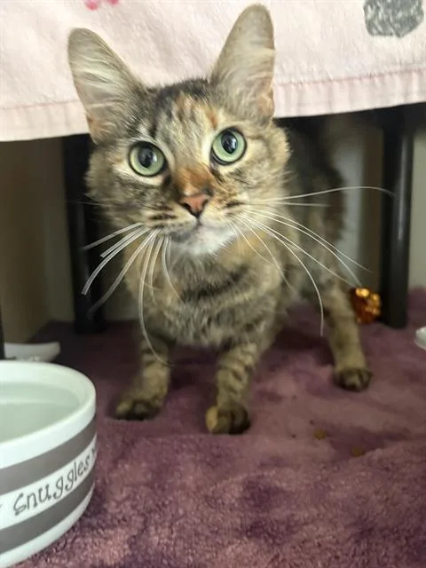 A young medium-sized female Domestic Medium Hair cat named Kiwi for adoption in Santa Cruz, CA