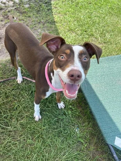 A baby large-sized female Mixed Breed dog named Prin for adoption in Manteo, NC