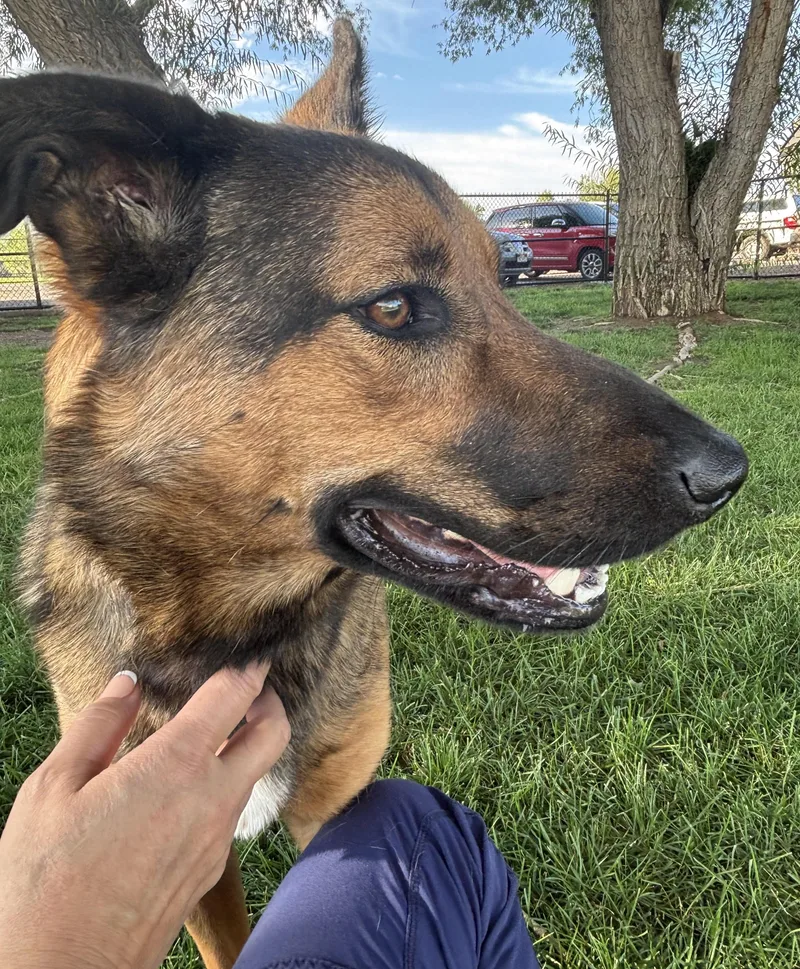 An adult medium-sized female German Shepherd Dog dog named Jazu for adoption in Montrose, CO