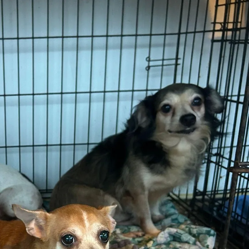 Camilio thumbnail 3