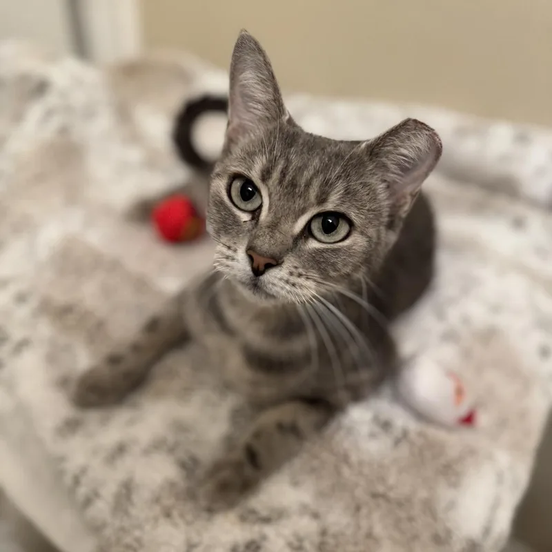 A young medium-sized female Gray / Blue / Silver Domestic Short Hair cat named Gracie for adoption in Santa Fe, TX