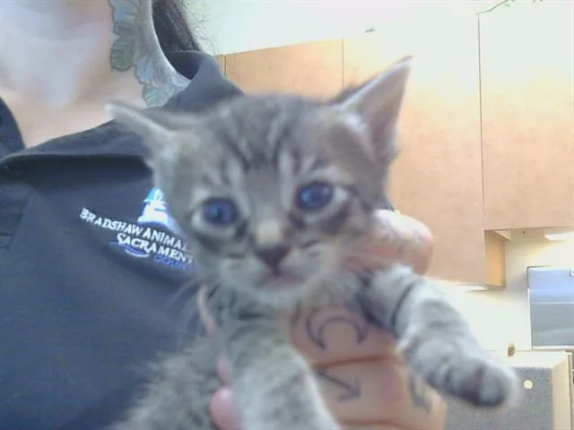 Peanut