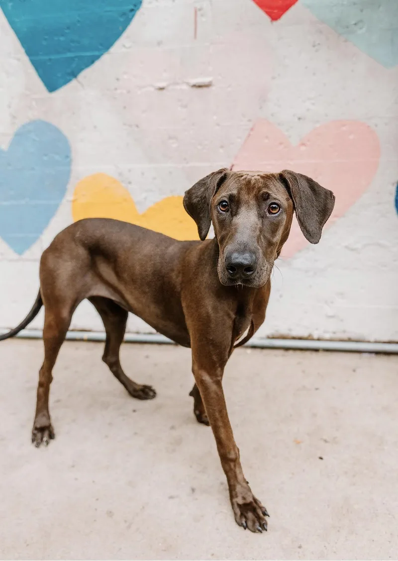 A young medium-sized female Weimaraner dog named Willow for adoption in Charlotte, NC