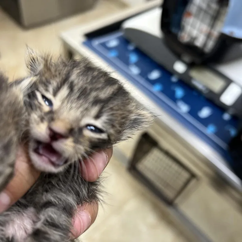 A baby small-sized female Brown / Chocolate Domestic Short Hair cat named Mittens for adoption in Galveston, TX