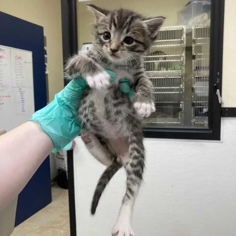 Mittens thumbnail 2