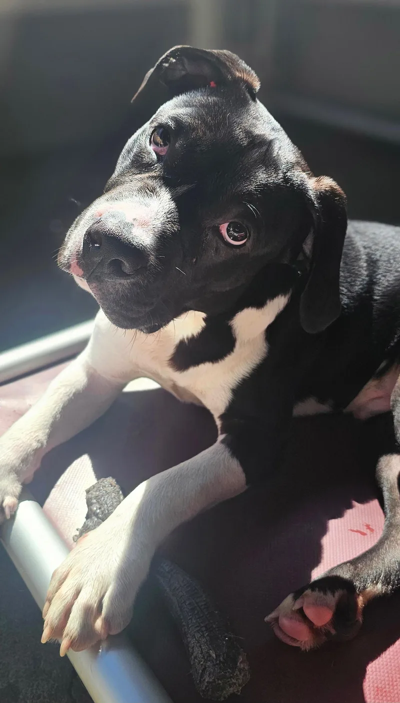 A baby medium-sized male Pit Bull Terrier dog named Crispin for adoption in Salem, OR