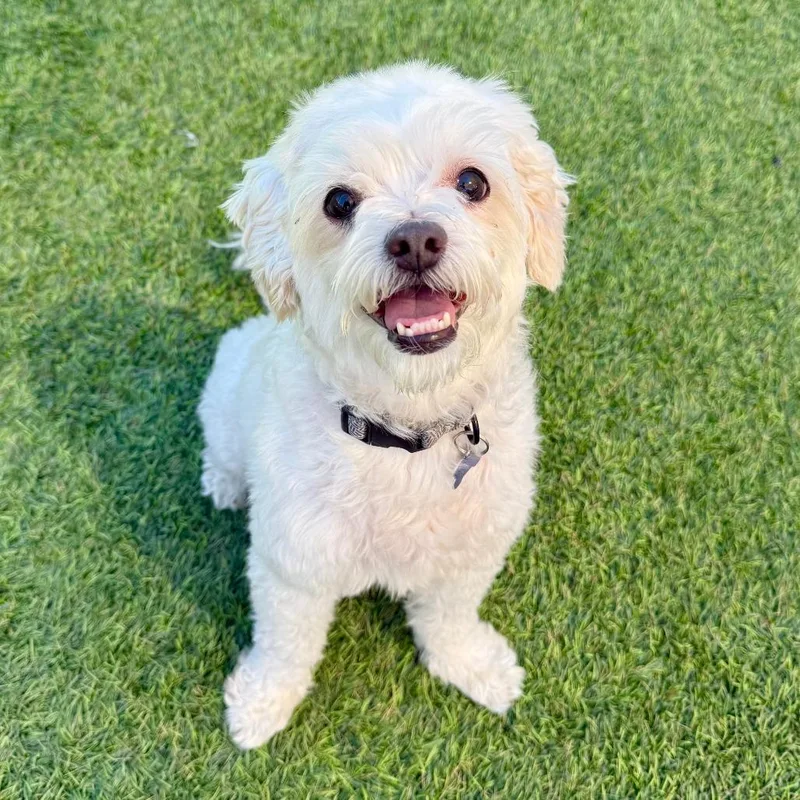 A senior small-sized male White / Cream Poodle dog named Lucky for adoption in Agoura Hills, CA