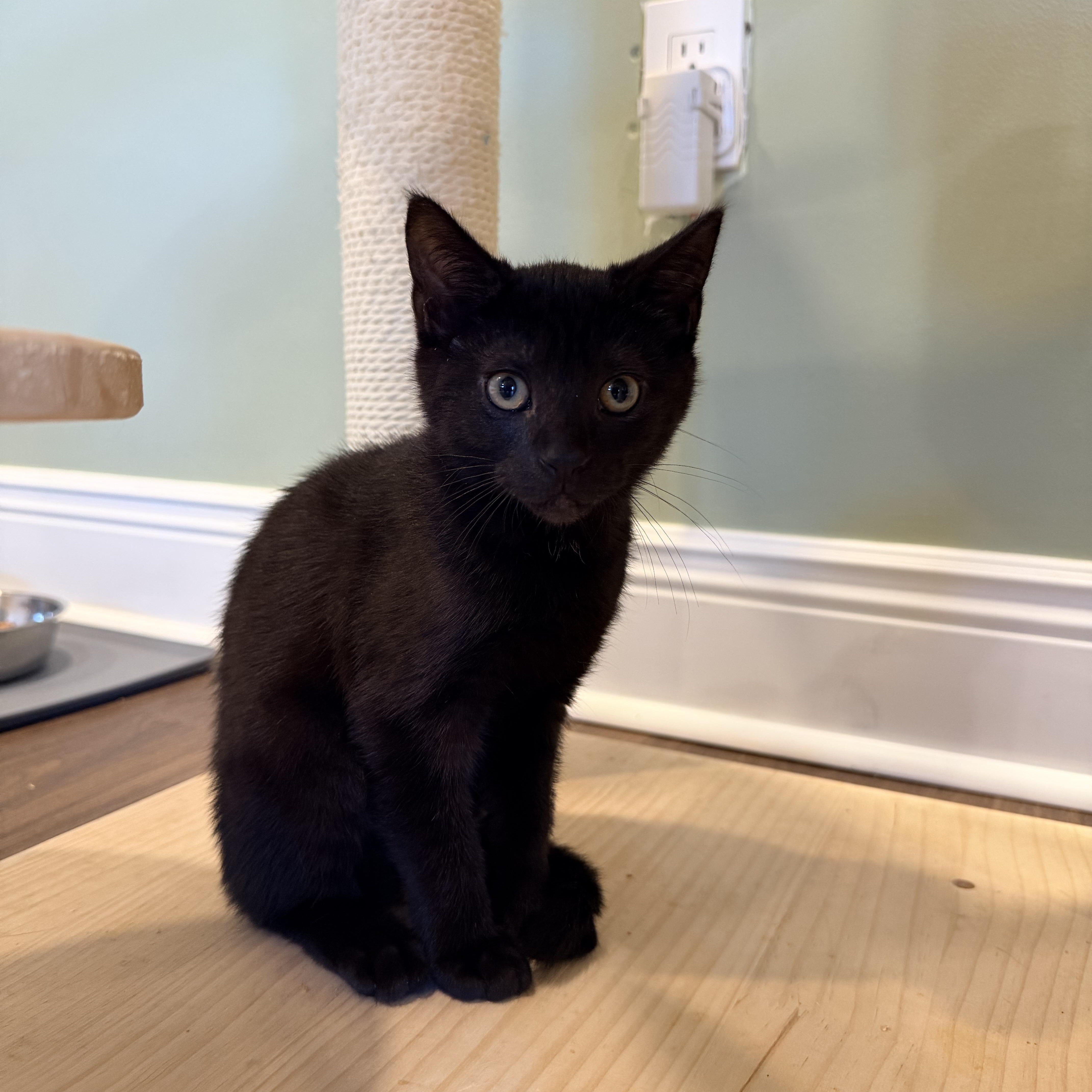 A baby small-sized female Black Domestic Short Hair cat named Chloe for adoption in Bellmawr, NJ