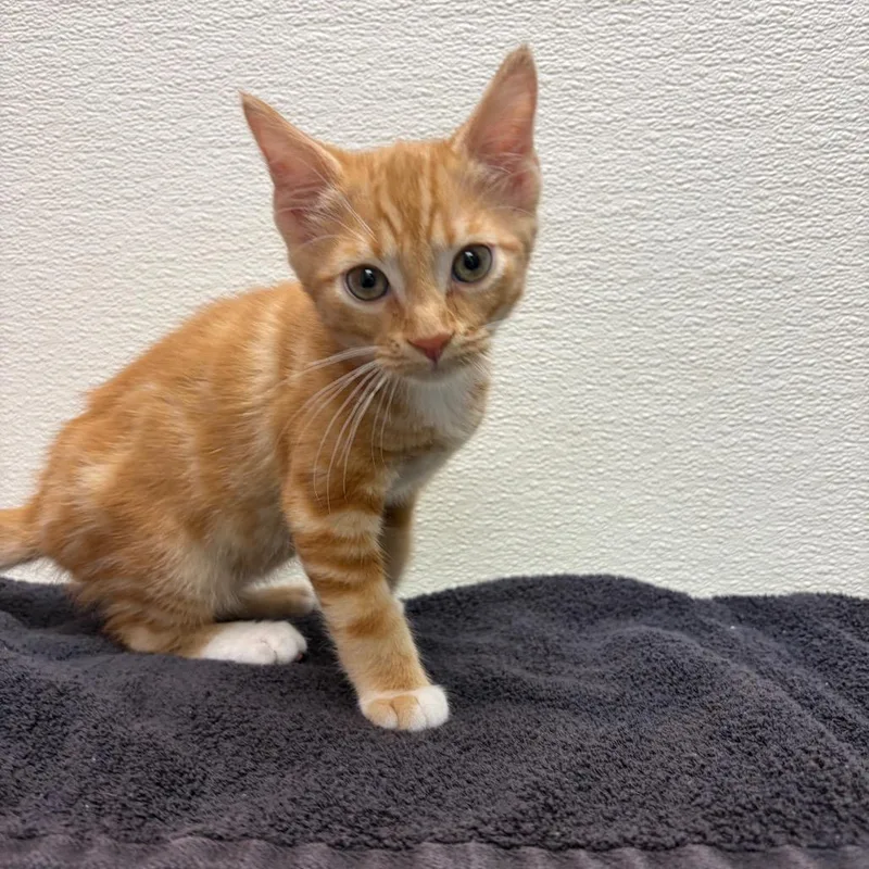 A baby small-sized male Orange / Red Domestic Short Hair cat named Stray Hold Candle for adoption in Albuquerque, NM