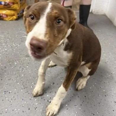 A young medium-sized female Brown / Chocolate Terrier dog named Athena for adoption in Lewisburg, TN