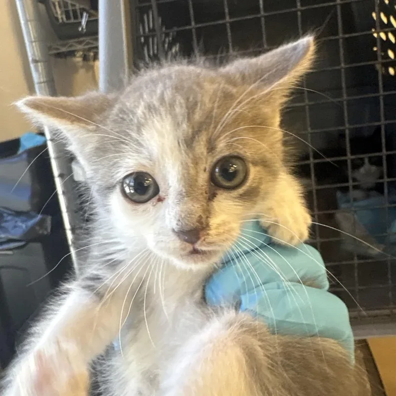 A baby small-sized female White Domestic Short Hair cat named Pearl for adoption in West Palm Beach, FL