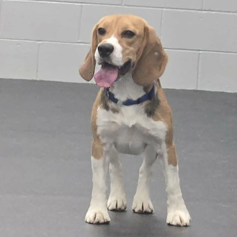 A young small-sized female Tricolor (Brown, Black, & White) Beagle dog named Frances for adoption in Watertown, WI