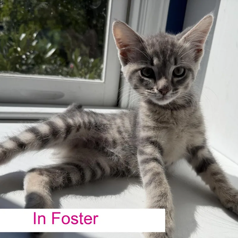 A baby small-sized male Gray / Blue / Silver Domestic Short Hair cat named Tinsel for adoption in Chapel Hill, NC