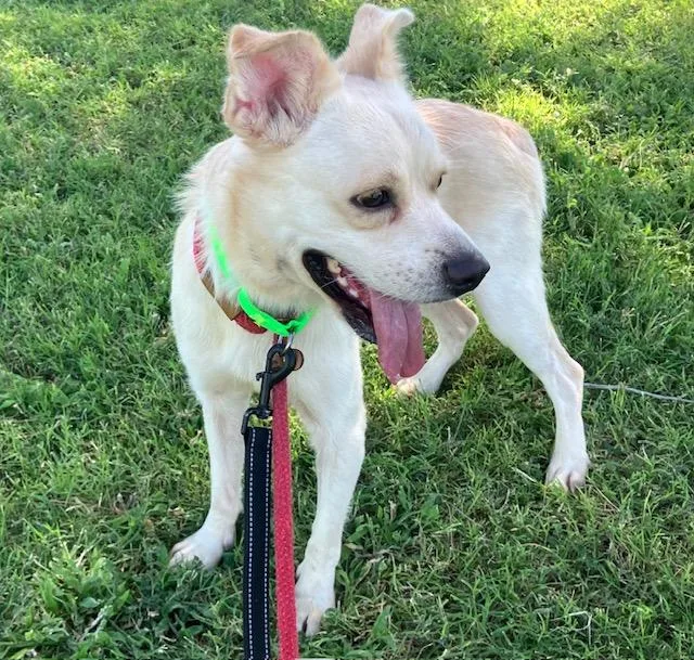 A young small-sized male Chihuahua dog named Roly for adoption in Tucson, AZ