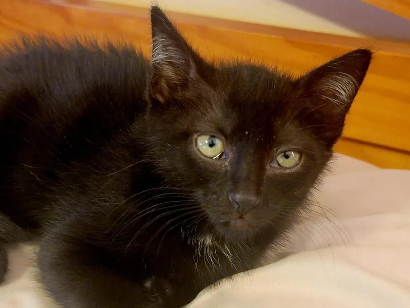 Catdog Jr thumbnail 2