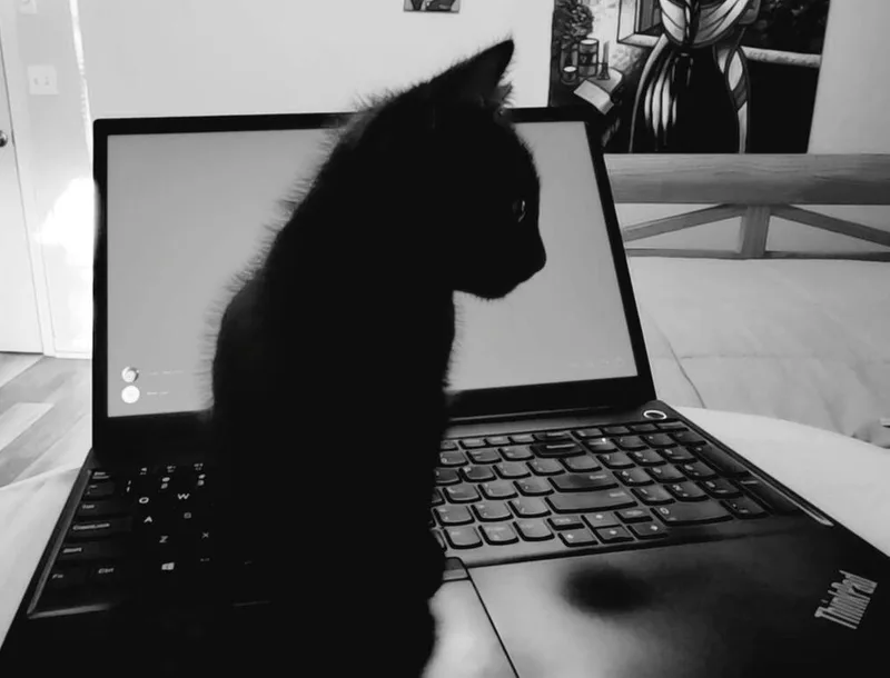 Catdog Jr thumbnail 4